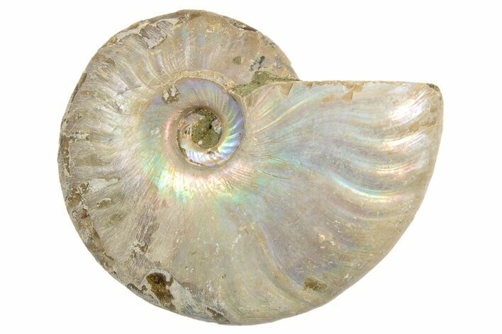Silver, Iridescent Ammonite Fossil - Madagascar #191926
